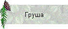 Груша