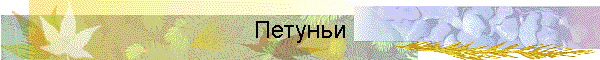 Петуньи