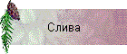 Слива