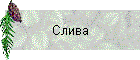 Слива