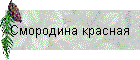 Смородина красная