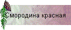 Смородина красная