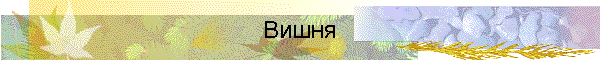 Вишня